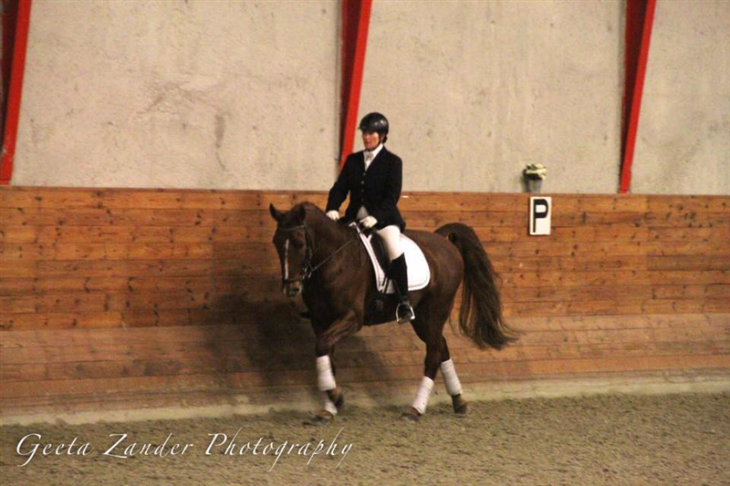 Partenon, Knabstruppervallak født 2007. Far Figaro Af Hallundbæk